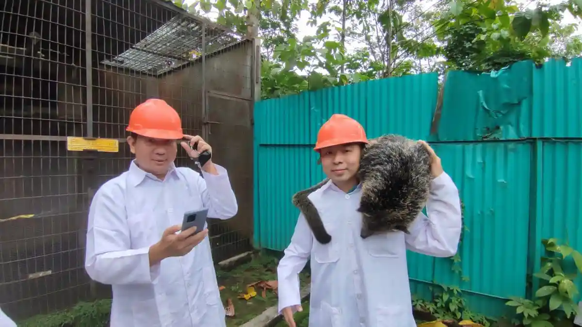 Di Semarang Ada Penangkaran Binturong Satwa Langka Eksotis, Satu Ekor Harga Rp45 Juta