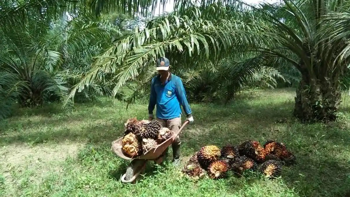 Harga Sawit di Simeulue Saat Ini, Petani: Naik Sedikit