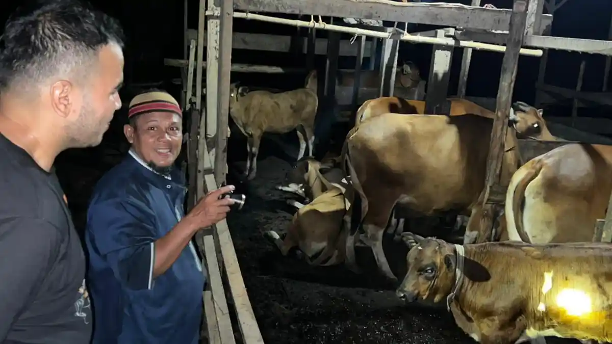 DPRD Provinsi Jambi Sebut Peternak Sapi di Tanjbabar Kesulitan Dapat Straw IB