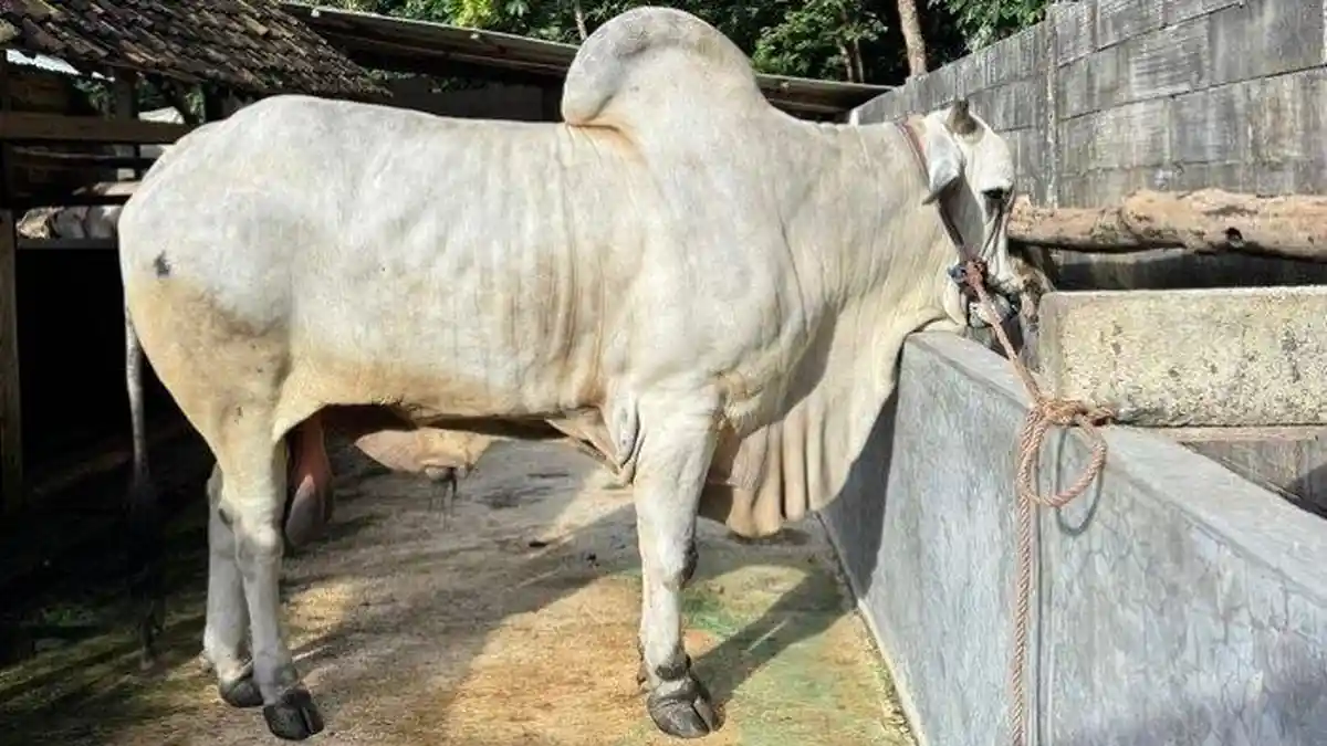 Penampakan Bagong Sapi Bobot 900 Kg Seharga Rp90 Juta Dibeli Presiden ...