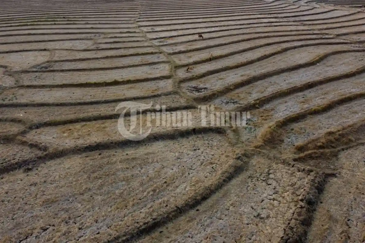 Kekeringan Ekstrem Menghantui Sawah di Desa Mappesangka, Kabupaten Bone - sawah-kekeringan-bone10.jpg
