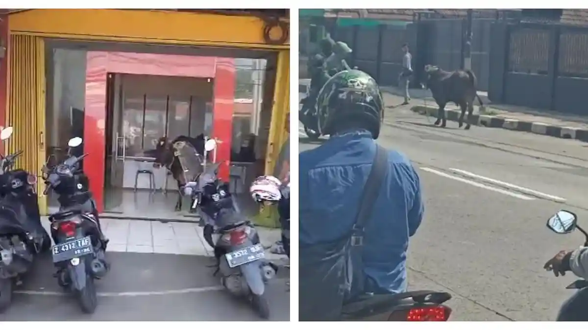 Sapi Lepas Gegerkan Warga Plumpang: Pintu Minimarket Hancur Hingga Masuk ke Bimbingan Belajar