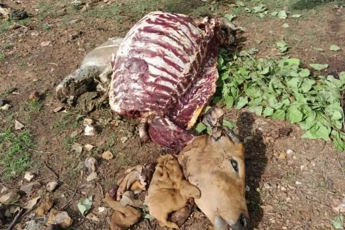 Aris Kaget Bangun Pagi Sapi Hilang, Ditemukan Hanya Sisa Perut dan Kepala