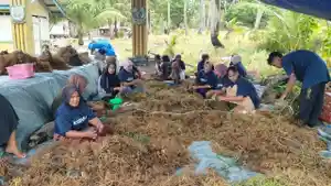 Budidaya-rumput-laut-pulau-lalang-lingga.jpg