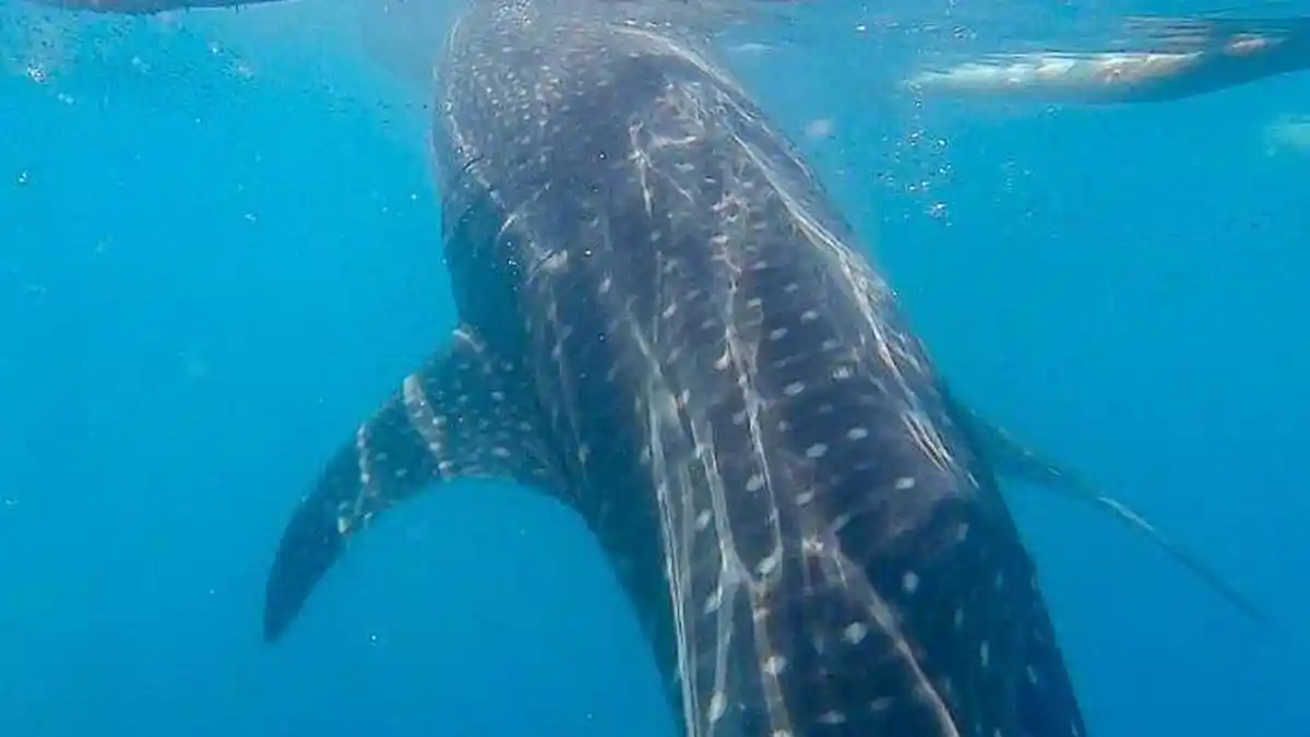 Tiap 18 Februari Ada Dua Momen yang Selalu Diperingati, Satu Diantaranya Hari Paus Sedunia