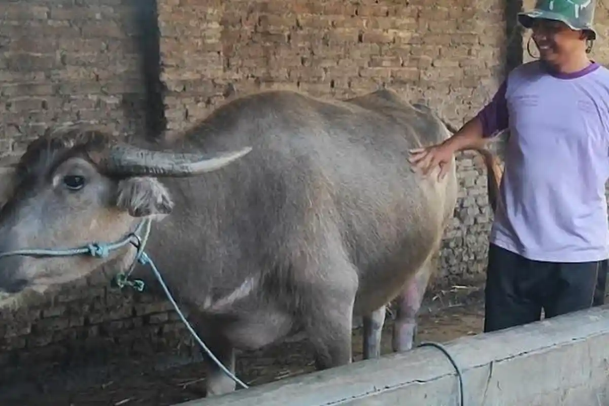 Permintaan Sapi dan Kerbau di Trenggalek Meningkat Jelang Idul Adha, Harga Ikut Naik Karena PMK