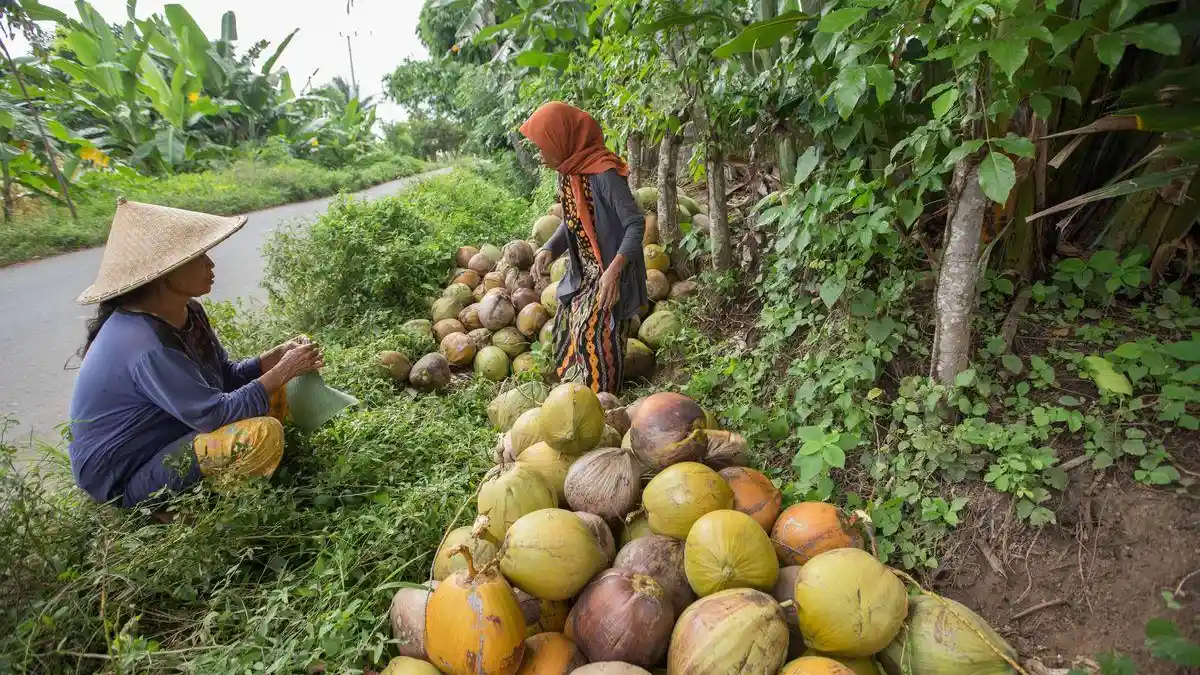 Harga Kelapa di Pasaran Mahal karena Banyak Diekspor
