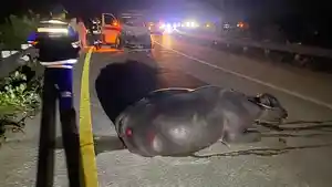 kerbau-terbaring-DI-jalan-tol-Sibanceh-setelah-dihantam-ambulans.jpg