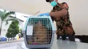 20250602-vaksin-hewan-virus-rabies.jpg
