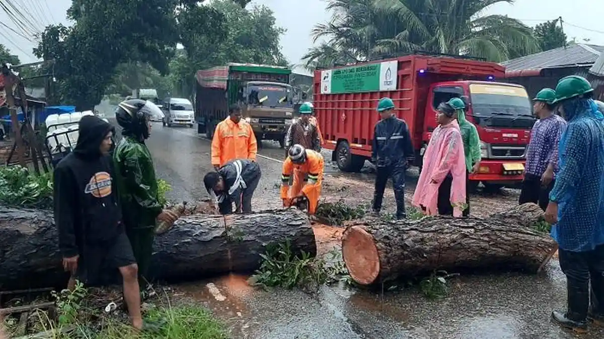 Dua Pohon Tumbang Tutupi Badan Jalan Lintas Nasional di Langsa, Timbulkan Kemacetan 