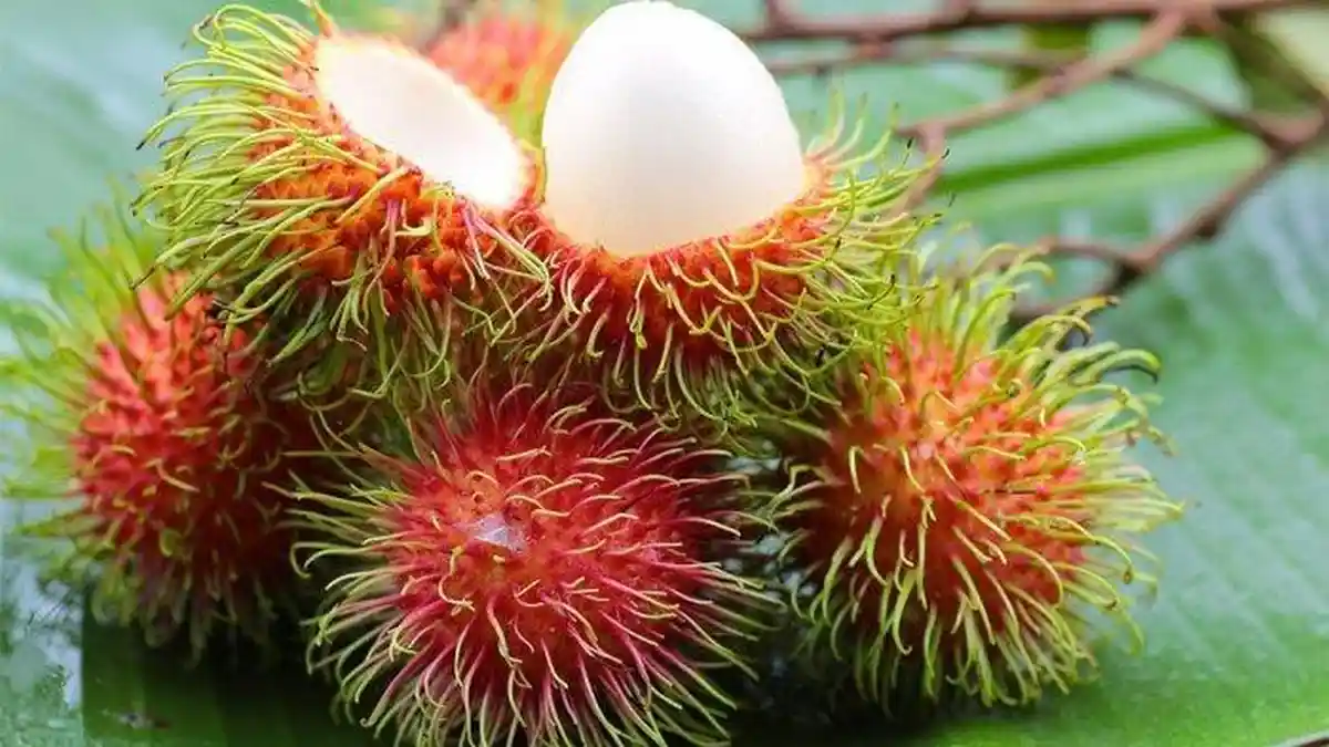 Ketahui Dampak Makan Buah Rambutan Berlebihan yang Jarang Diketahui