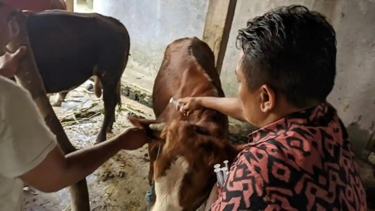 Bolehkah Hewan Terjangkit LSD Dikurbankan? Ini Kata MUI Kudus