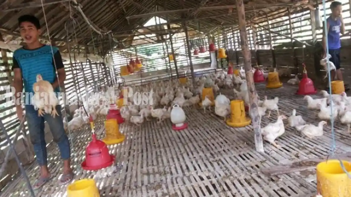 Pinsar Kalsel Sebut Permintaan Ayam Ada Peningkatan