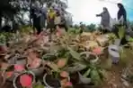 Aglonema Suksom Laris Manis di Aceh Besar
