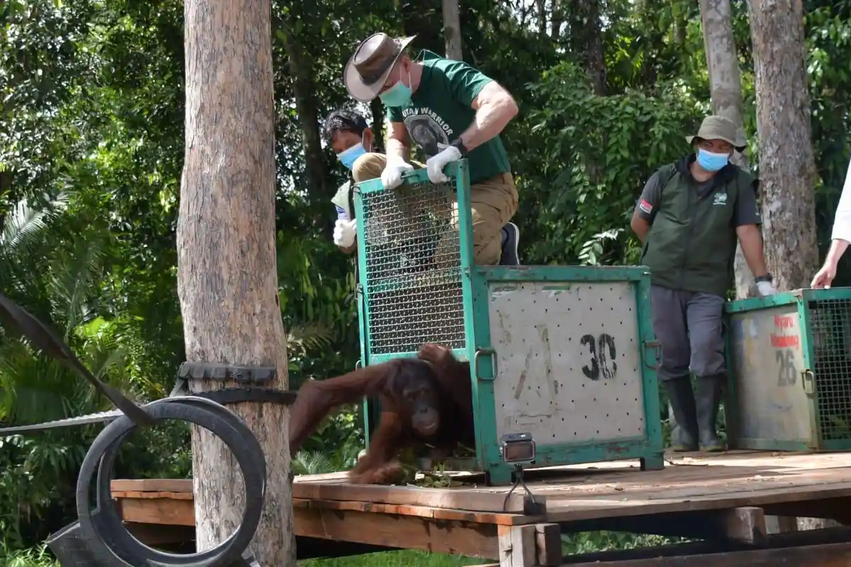 Hampir 2 Dekade di Rehabilitasi Nyaru Menteng, Orangutan Kapuan Akhirnya Pulang ke Hutan Kalteng