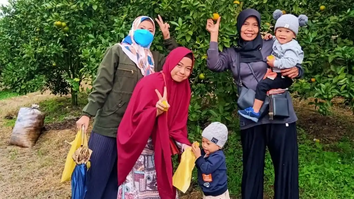 Asyiknya Berwisata Sambil Memetik Jeruk Serasa Kebun Pribadi di Karo