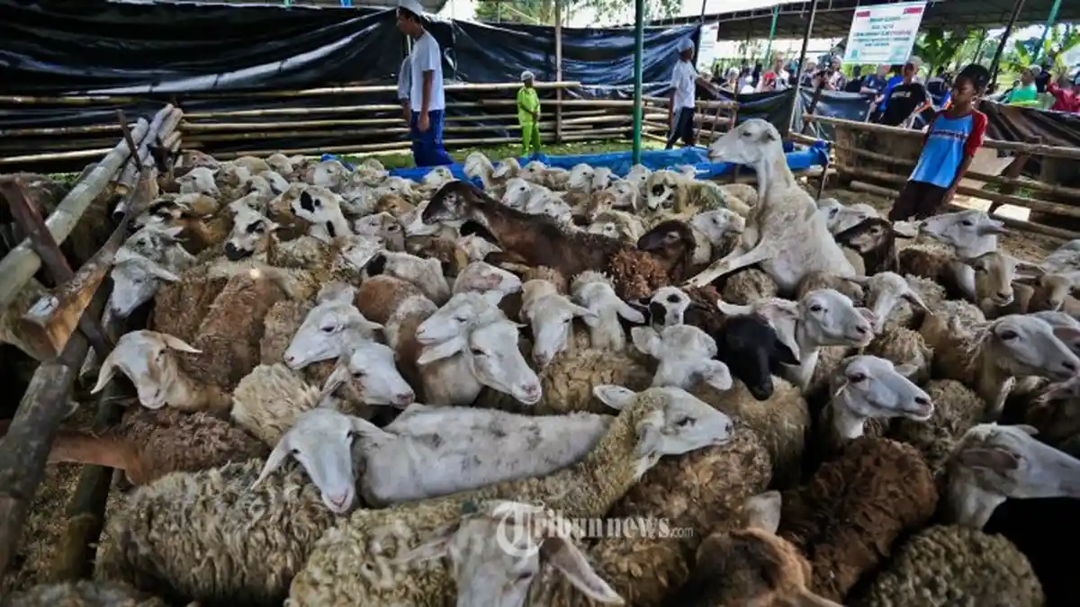 Jual Beli Hewan Kurban di Belitung Tahun Ini Terasa Menurun