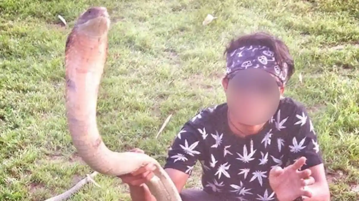 5 Fakta Kematian Rizki Ahmad Dipatuk King Cobra, Hewan Peliharaan yang Dia Selamatkan