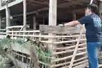 Warga-Baruga-Dua-Majene-Muhammad-Muflih-sedang-mengecek-kambing-di-kandang.jpg