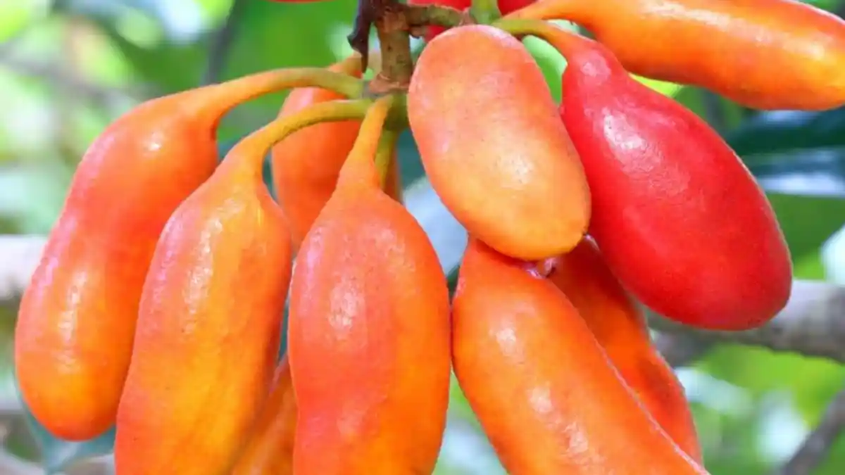 Peneliti UNWIRA, UIN Malang, UNIK Kediri, UHT Surabaya dan PT Asimas Malang Kembangkan Obat Herbal