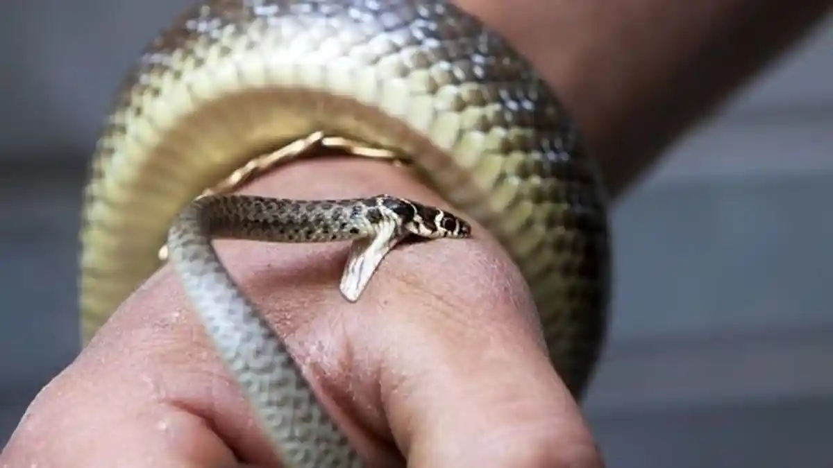 Digigit Ular 'Lima Langkah' Petani Ini Nekad Potong Jarinya Sebelum Berlari ke Rumah Sakit