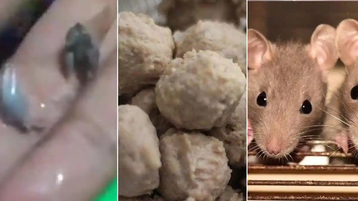 Waspada Bakso Diduga Daging Tikus di Madiun, Ini Cara Mudah Bedakan Bakso Daging Sapi atau Tikus
