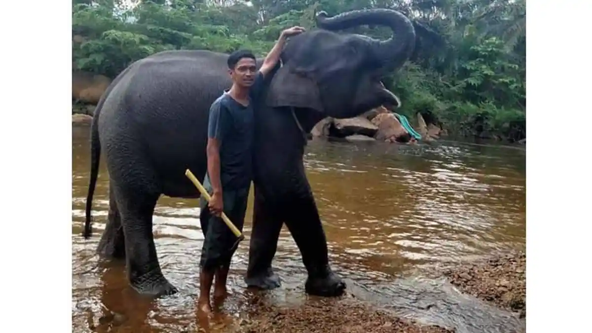 Anak Gajah Sumatera Bernama Intan Setia Mati di CRU Trumon
