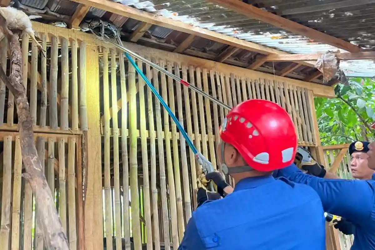 Damkarmat Bandar Lampung Evakuasi Ular Sanca 2,5 M Masuk Kandang Ayam di Rajabasa