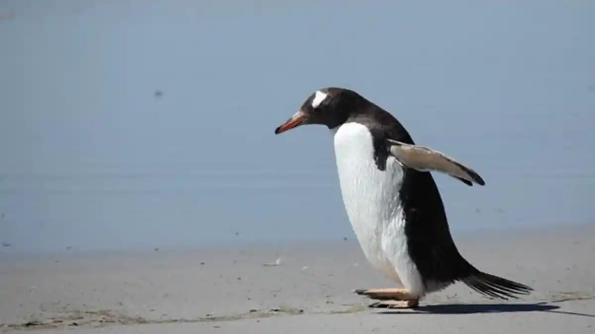 Kasihan, Penguin Ini Kesepian, Terpisah dari Kawanan dan Terlunta-lunta di Jalan