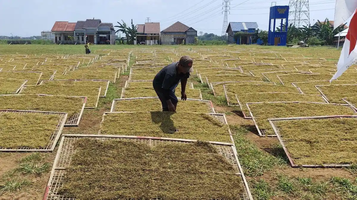 Jeritan Petani Tembakau di Kendal Imbas Cuaca Buruk, Hasil Panen Menghitam Dijual Rp 10 Ribu