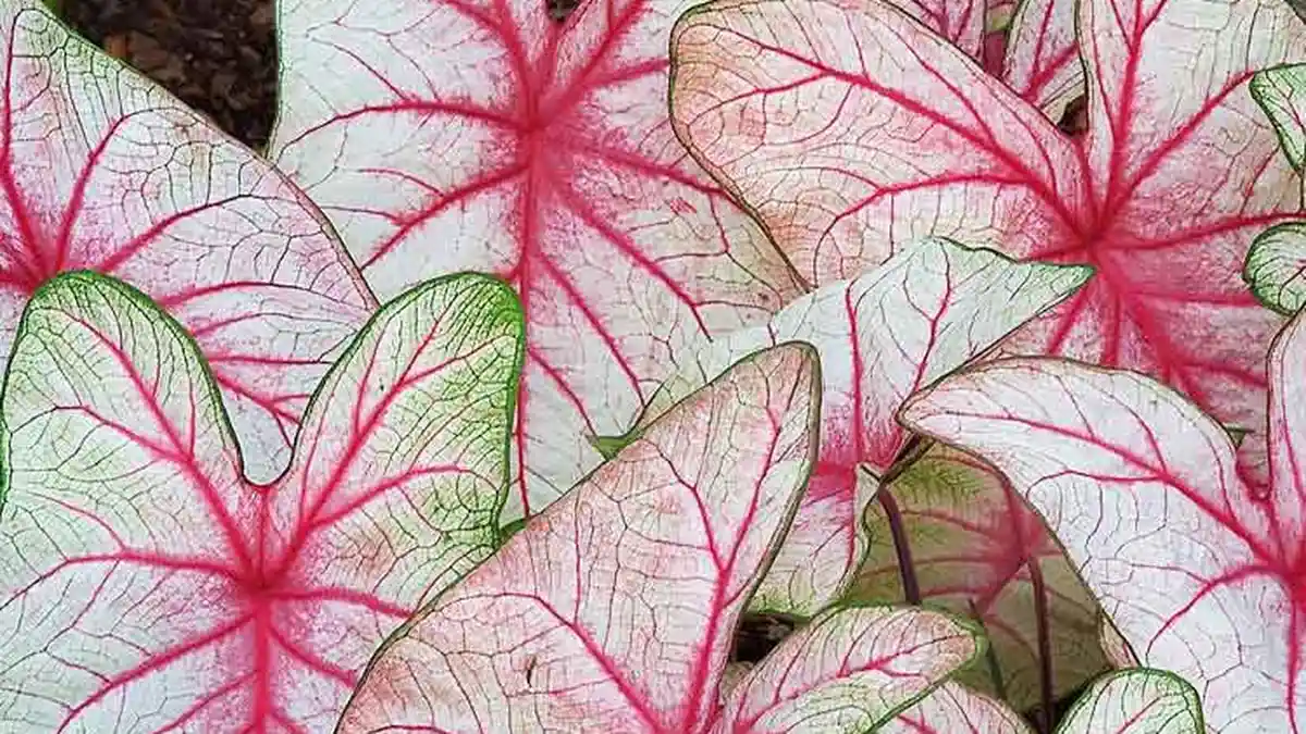 Begini Cara Pengembangbiakan Tanaman Keladi Atau Caladium Agar Tumbuh Subur
