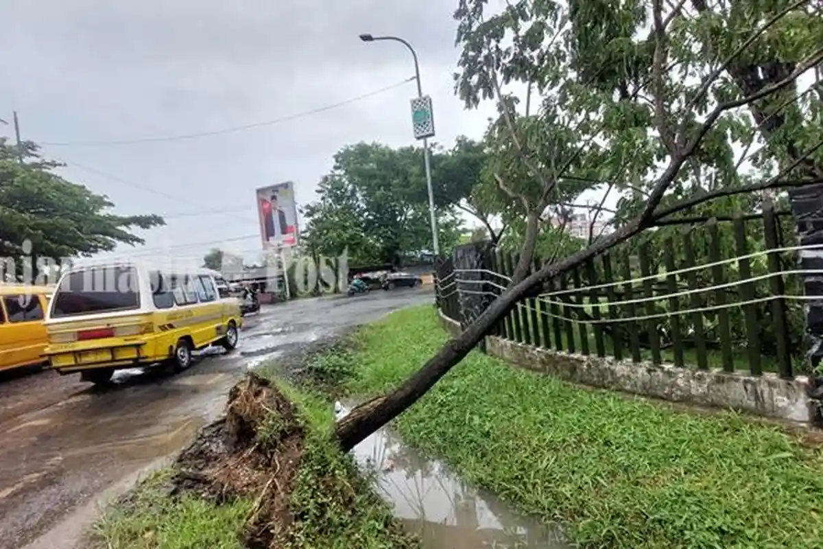 Diguyur Hujan dan Angin Kencang, 1 Pohon Tumbang di Bundaran Monumen Divisi IV Alri Banjarbaru