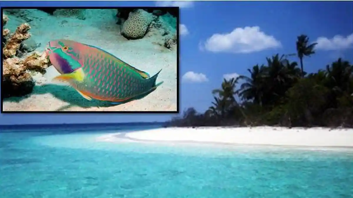 Pulau Indah Ini Ternyata Terbentuk dari Kotoran Ikan