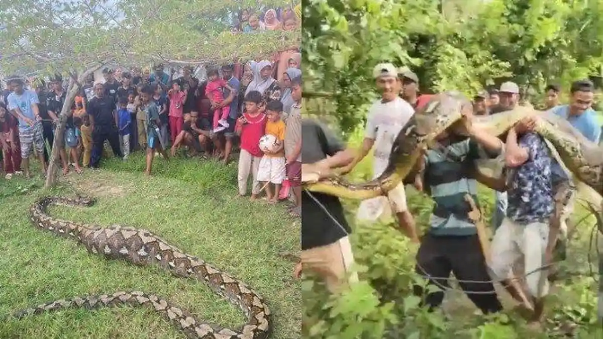 FAKTA Penemuan Ular Piton 6 Meter dengan Kondisi Perut Membuncit di Buol, Isi Perut Kejutkan Warga!