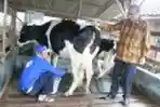Marco Spits Melihat Peternak Sapi Perah