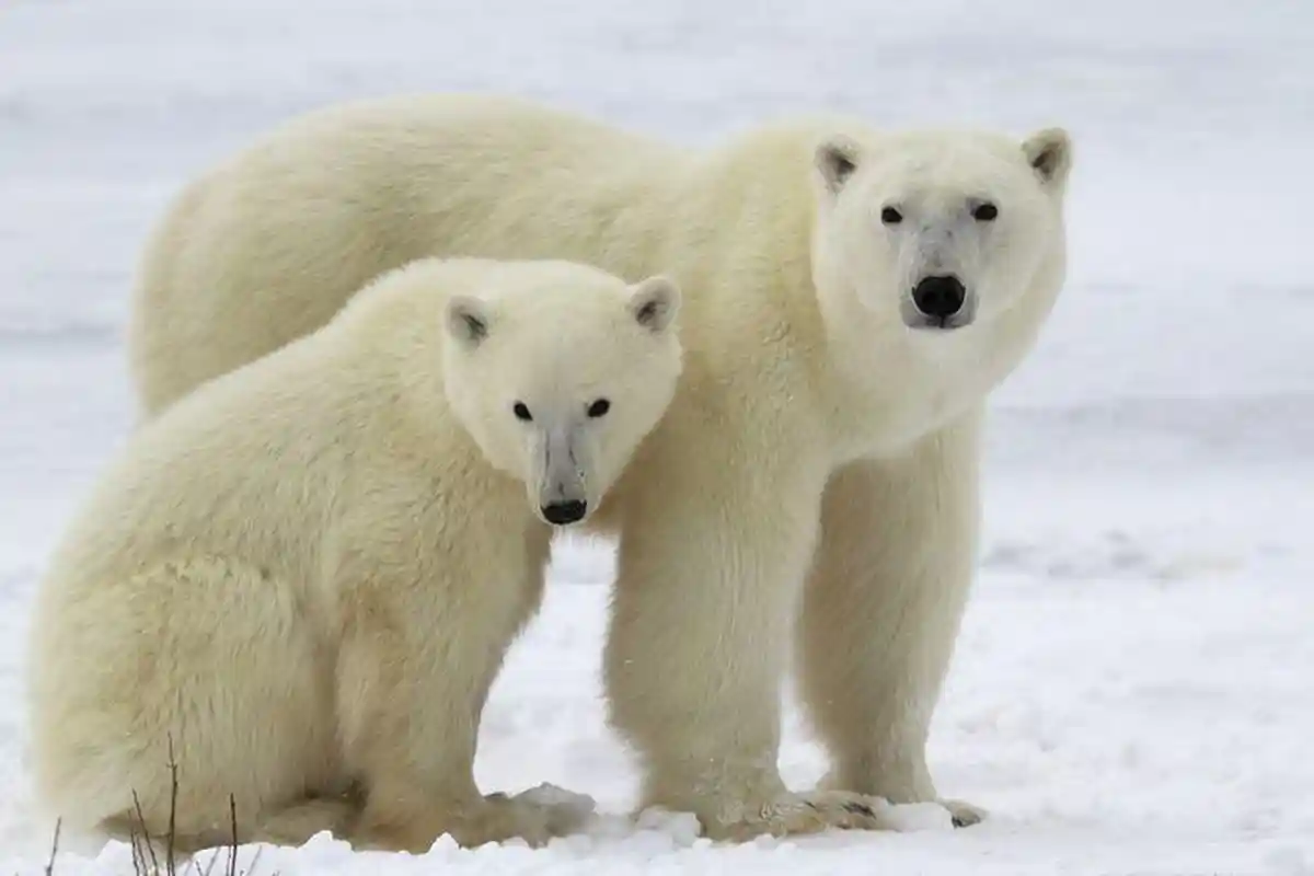 Selain Hari Lembaga Swadaya Masyarakat Sedunia, Berikut Hari Penting Lain di Tanggal 27 Februari