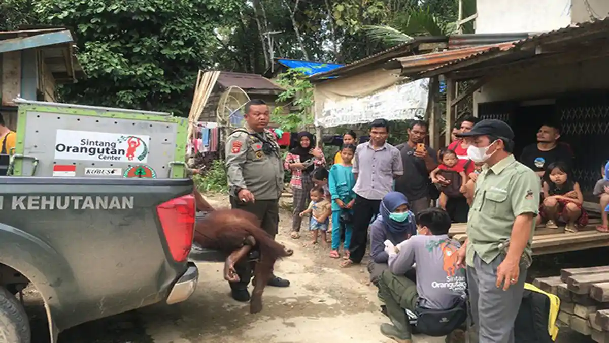 BKSDA Rescue Satu Individu Orangutan di Perbatasan Kalbar - Kalteng