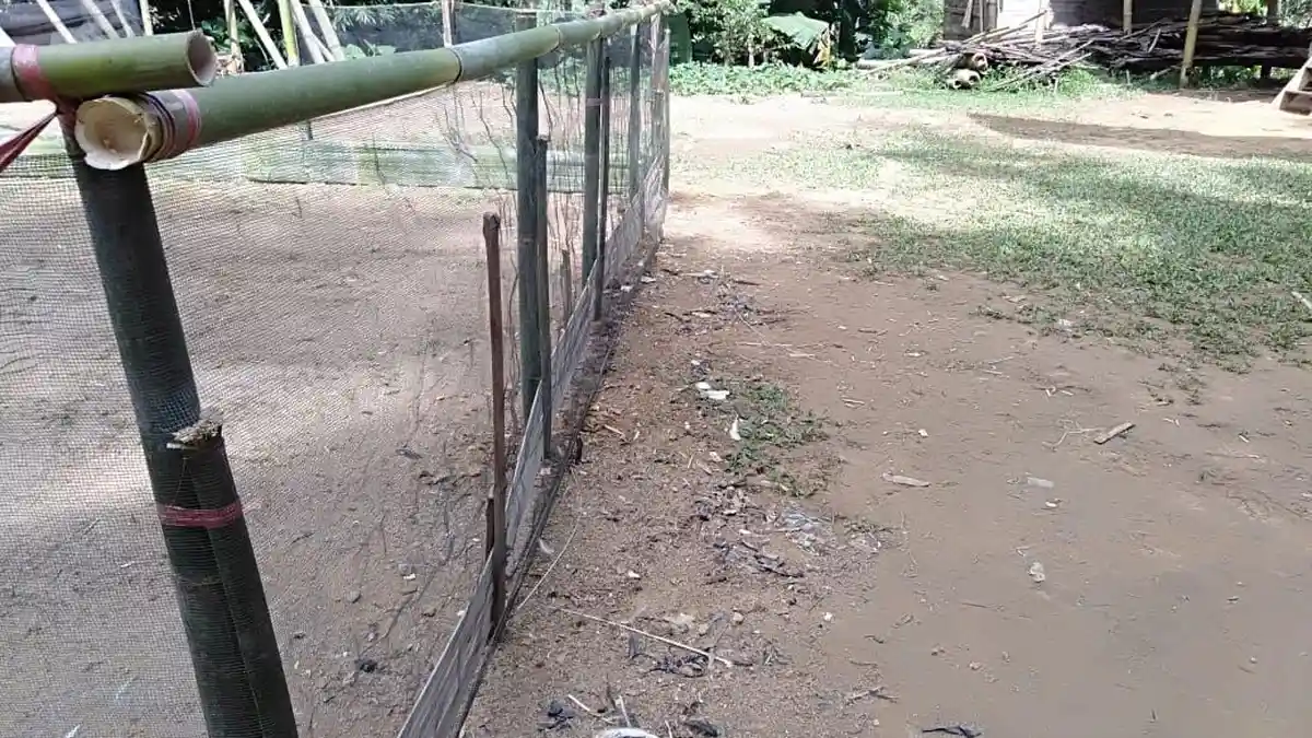 Pembubaran Judi Sabung Ayam di Toraja, Satu Orang Meninggal, 1 Polisi Cedera