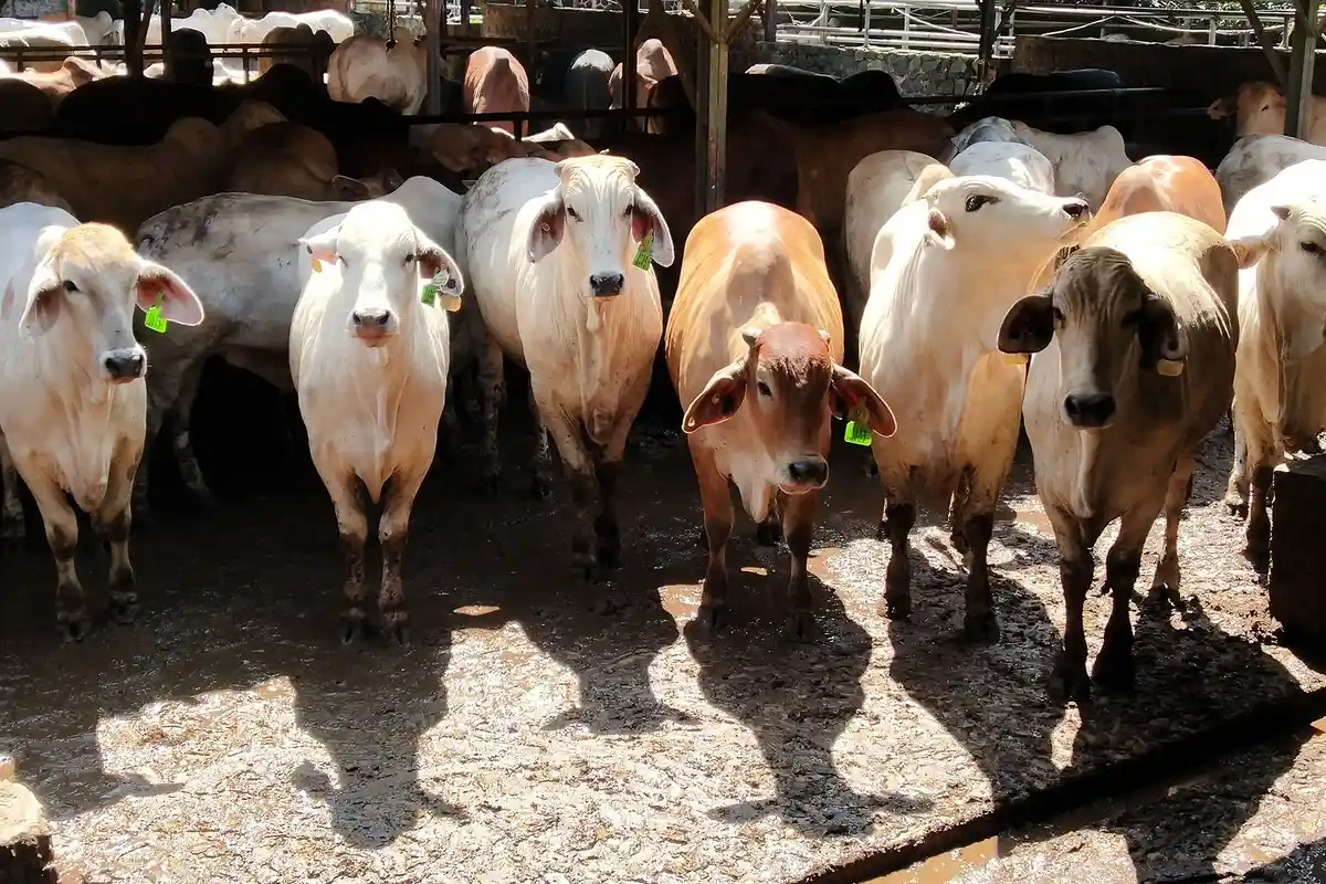 Airlangga Hartarto Sebut Pemerintah Bergerak Cepat Menanggulangi Penyakit Mulut dan Kuku