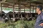 peternak-sapi-di-Kabupaten-Rokan-Hulu.jpg