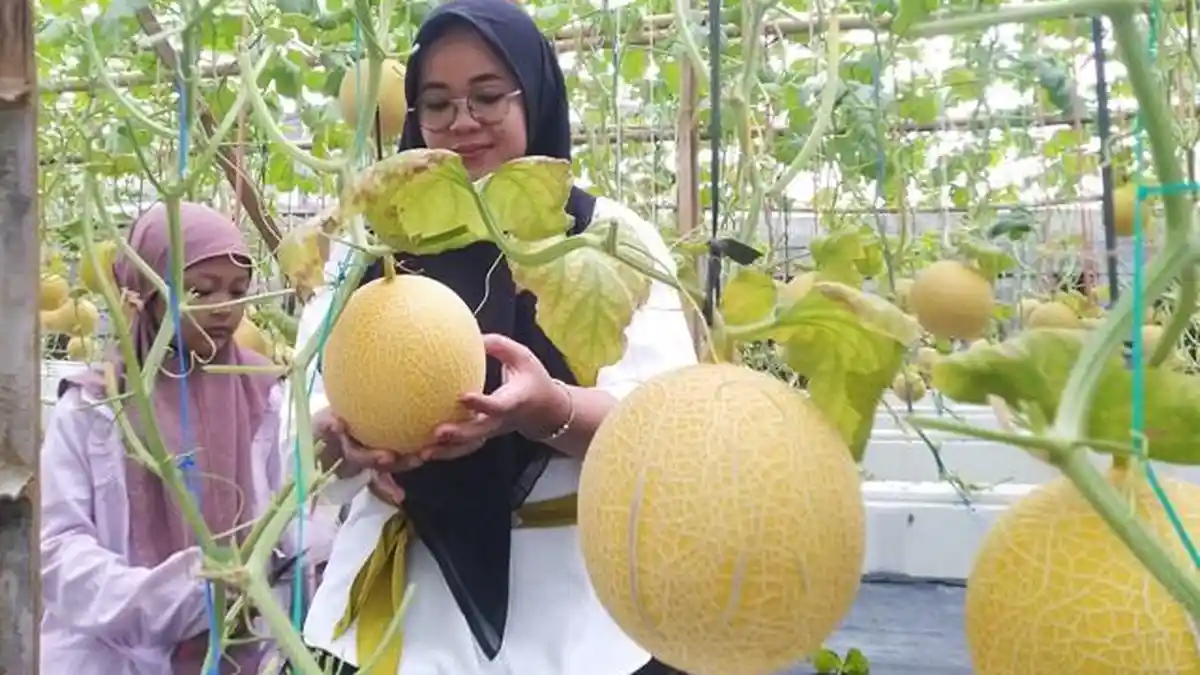 Deni Buka Wisata Petik Melon 2 Pekan di Kudus, Bebas Foto Sepuasnya