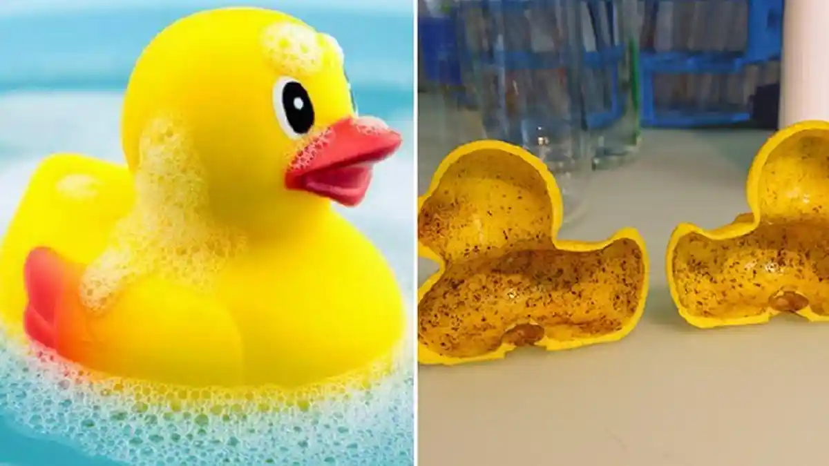 Bahaya, Penelitian Terbaru Ungkap Mainan Bebek Karet Ternyata Tempat Bersarang Bakteri Jahat