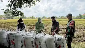 Bulog-Lampung-telah-menyerap-sekitar-369-ribu-ton-gabah-hingga-Mei-2026.jpg