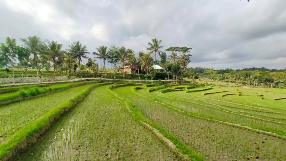 Tetebatu: A Hidden Gem on the Slopes of Mount Rinjani