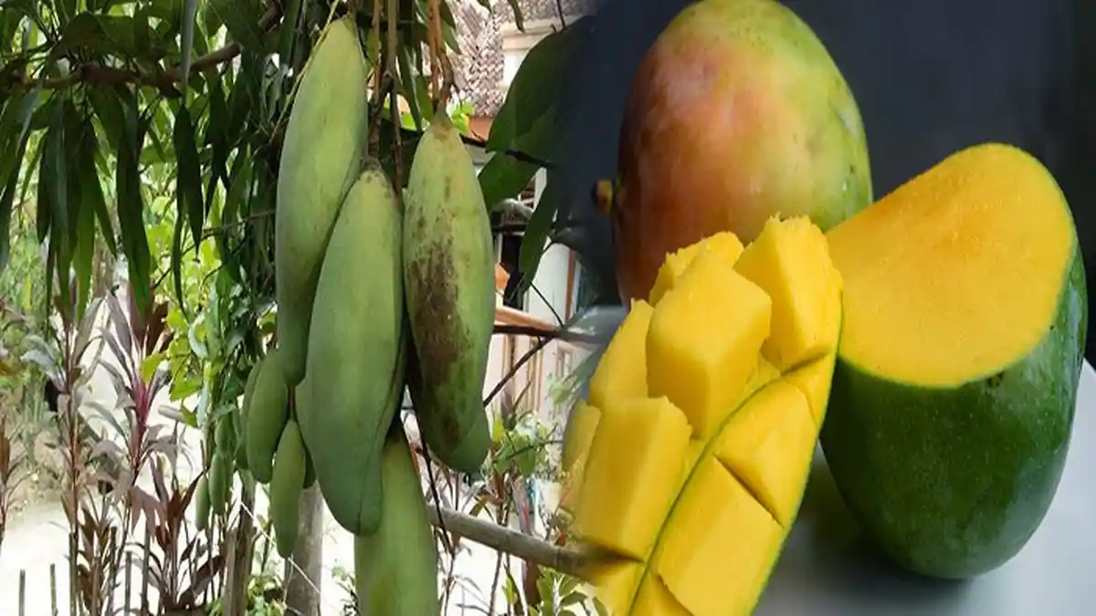 DERETAN MANFAAT Buah Mangga, Turunkan Tekanan Darah Hingga Mencegah Kanker