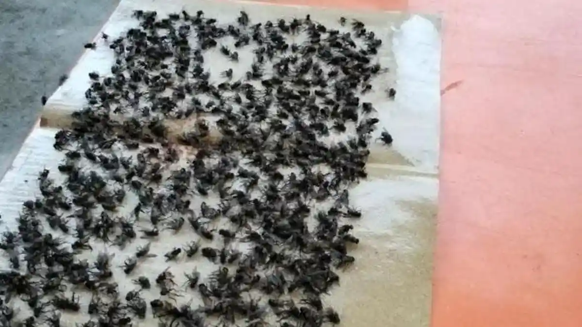 Lalat Serbu Desa Ie Mameh Abdya, Diduga Bersumber dari Kandang Ayam Pedaging
