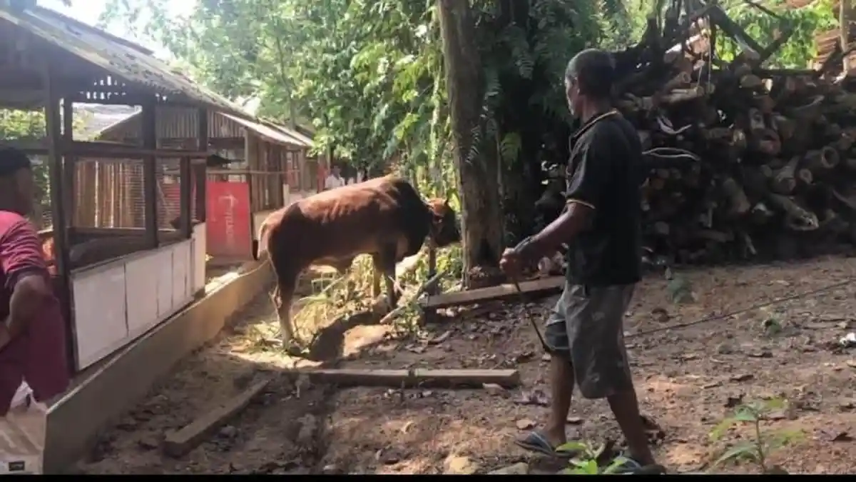 Sapi Kurban Mengamuk di Sukabumi Bandar Lampung hingga Melukai Warga