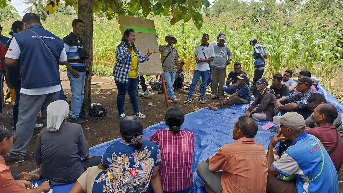 Daun Mimba dan Tanaman Serai Bisa Kendalikan Hama di Lembata
