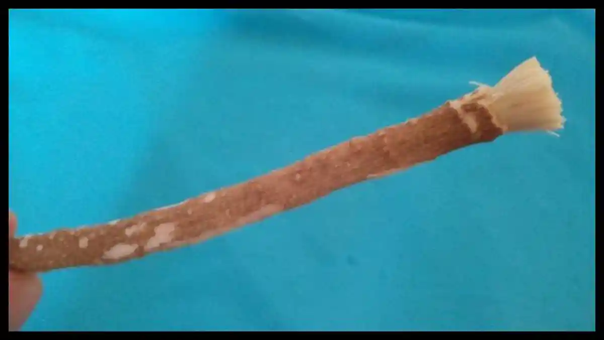 5 Manfaat Siwak untuk Kesehatan Gigi dan Mulut, Sunnah Nabi Muhammad ...