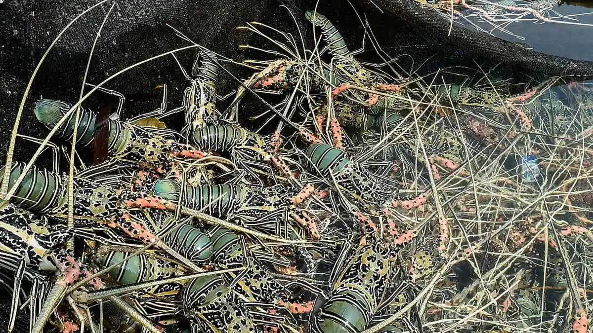 Gara-gara Koper Basah, Penyelundupan Lobster Terbongkar